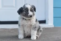 River AKC, a male Australian Shepherd for sale in Dallas, TX – Photo 4 of 4