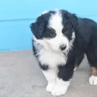Shadow CKC, a male Australian Shepherd for sale in Dallas, TX – Photo 2 of 4