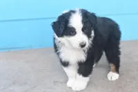 Zero AKC, a male Australian Shepherd for sale in Dallas, TX – Photo 2 of 4