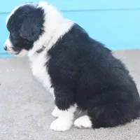 Shadow CKC, a male Australian Shepherd for sale in Dallas, TX – Photo 4 of 4