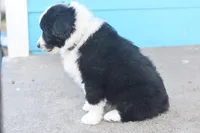 Zero AKC, a male Australian Shepherd for sale in Dallas, TX – Photo 4 of 4