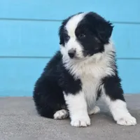 Shadow CKC, a male Australian Shepherd for sale in Dallas, TX – Photo 3 of 4