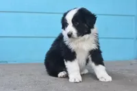 Zero AKC, a male Australian Shepherd for sale in Dallas, TX – Photo 3 of 4