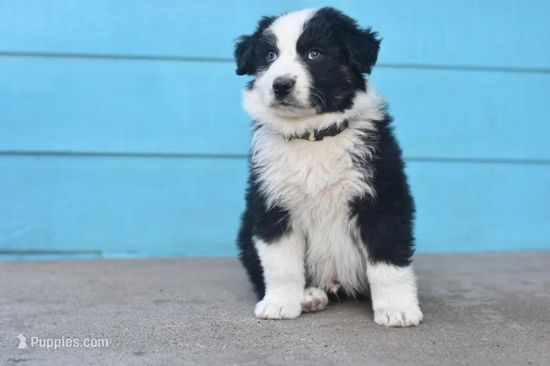 Zero AKC, a male Australian Shepherd for sale in Dallas, TX – Photo 1 of 4