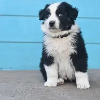 Shadow CKC, a male Australian Shepherd for sale in Dallas, TX – Photo 1 of 4