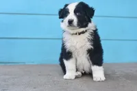 Zero AKC, a male Australian Shepherd for sale in Dallas, TX – Photo 1 of 4