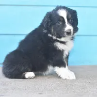 Bailey CKC, a female Australian Shepherd for sale in Dallas, TX – Photo 3 of 4