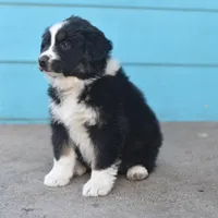 Bailey CKC, a female Australian Shepherd for sale in Dallas, TX – Photo 4 of 4