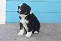 Bailey AKC, a female Australian Shepherd for sale in Dallas, TX – Photo 4 of 4