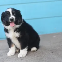 Bailey CKC, a female Australian Shepherd for sale in Dallas, TX – Photo 1 of 4