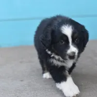 Bailey CKC, a female Australian Shepherd for sale in Dallas, TX – Photo 2 of 4