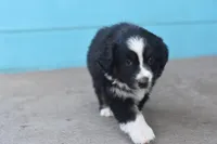 Bailey AKC, a female Australian Shepherd for sale in Dallas, TX – Photo 2 of 4