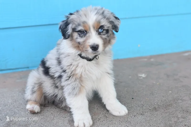 Lovely AKC, a female Australian Shepherd for sale in Dallas, TX – Photo 1 of 2