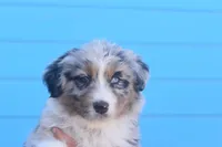 Lovely AKC, a female Australian Shepherd for sale in Dallas, TX – Photo 2 of 2