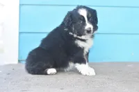 Bailey CKC, a male Australian Shepherd for sale in Dallas, TX – Photo 4 of 4