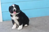 Bailey CKC, a male Australian Shepherd for sale in Dallas, TX – Photo 1 of 4