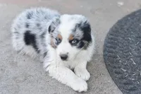 Iceland AKC, a female Australian Shepherd for sale in Dallas, TX – Photo 5 of 5