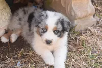Iceland AKC, a female Australian Shepherd for sale in Dallas, TX – Photo 2 of 5