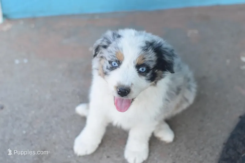 Iceland AKC, a female Australian Shepherd for sale in Dallas, TX – Photo 1 of 5
