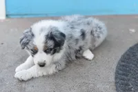 Iceland AKC, a female Australian Shepherd for sale in Dallas, TX – Photo 3 of 5