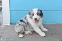 Iceland AKC, a female Australian Shepherd for sale in Dallas, TX – Photo 4 of 5