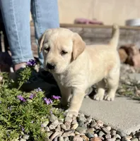 Charity, a female Labrador Retriever for sale in Penrose, CO – 8 of 9