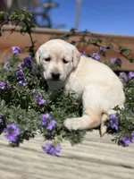 Charity, a female Labrador Retriever for sale in Penrose, CO – 9 of 9