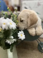 Charity, a female Labrador Retriever for sale in Penrose, CO – 6 of 9