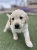 Charity, a female Labrador Retriever for sale in Penrose, CO – 4 of 9