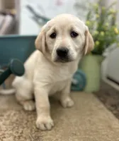 Charity, a female Labrador Retriever for sale in Penrose, CO – 7 of 9