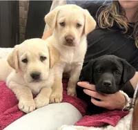 Charity, a female Labrador Retriever for sale in Penrose, CO – 3 of 9