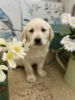 Charity, a female Labrador Retriever for sale in Penrose, CO – 2 of 9