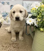 Charity, a female Labrador Retriever for sale in Penrose, CO – 5 of 9