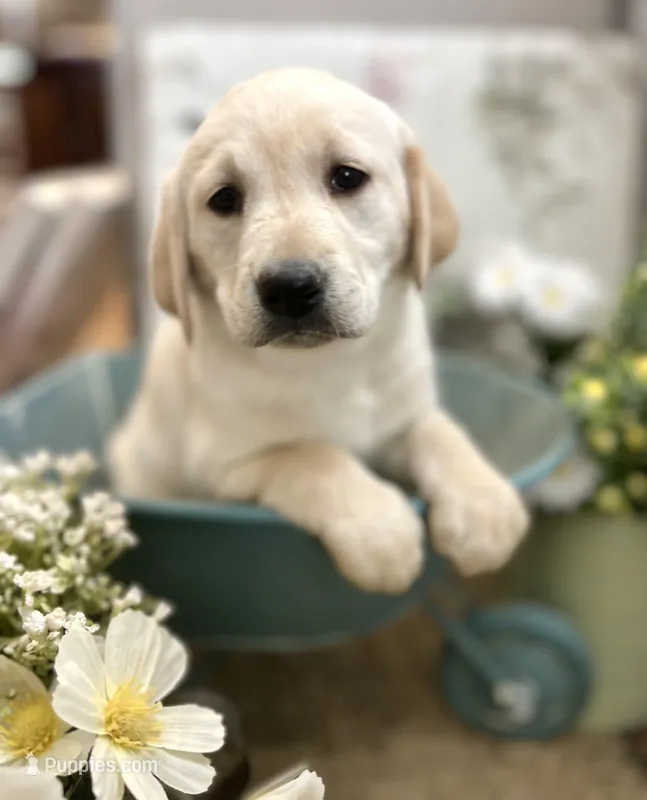 Charity – Labrador Retriever puppy for sale in Penrose, CO