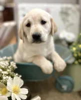 Charity, a female Labrador Retriever for sale in Penrose, CO – 1 of 9