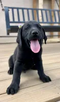 Forrest *available now, a male Labrador Retriever for sale in Penrose, CO – 6 of 9