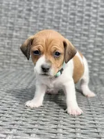 Biscotti, a female Jack Russell Terrier for sale in Penrose, CO – Photo 6 of 6