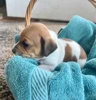 Biscotti, a female Jack Russell Terrier for sale in Penrose, CO – Photo 3 of 6