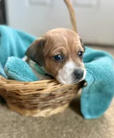 Biscotti, a female Jack Russell Terrier for sale in Penrose, CO – Photo 2 of 6