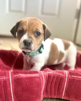 Biscotti, a female Jack Russell Terrier for sale in Penrose, CO – Photo 4 of 6