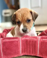 Biscotti, a female Jack Russell Terrier for sale in Penrose, CO – Photo 5 of 6