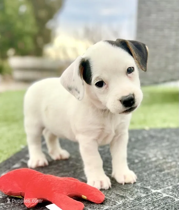 Rosemary – Jack Russell Terrier puppy on hold in Penrose, CO