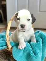Rosemary, a female Jack Russell Terrier for sale in Penrose, CO – Photo 5 of 7