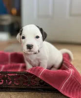 Rosemary, a female Jack Russell Terrier for sale in Penrose, CO – Photo 6 of 7