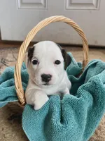 Rosemary, a female Jack Russell Terrier for sale in Penrose, CO – Photo 1 of 7
