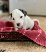 Rosemary, a female Jack Russell Terrier for sale in Penrose, CO – Photo 7 of 7