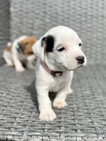 Rosemary, a female Jack Russell Terrier for sale in Penrose, CO – Photo 4 of 7