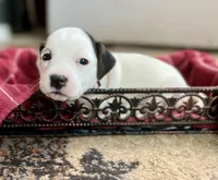 Rosemary, a female Jack Russell Terrier for sale in Penrose, CO – Photo 2 of 7
