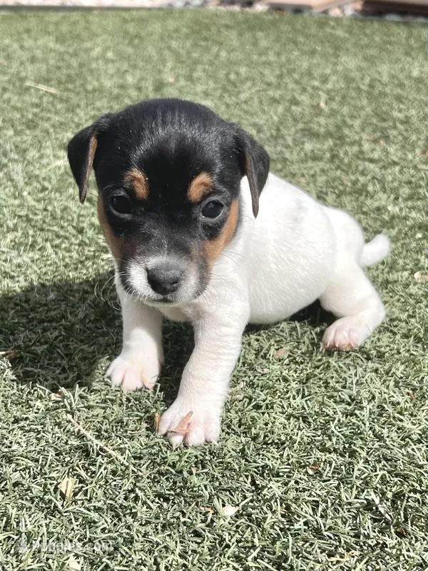 Olive, a female Jack Russell Terrier for sale in Penrose, CO – Photo 1 of 6