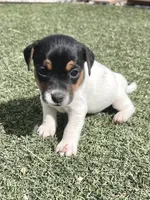 Olive, a female Jack Russell Terrier for sale in Penrose, CO – Photo 1 of 6